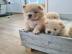Chow chow Welpen mit Stambaum