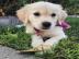 Sch�ne golden retriever-Welpen f�r die R
