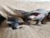 Sch�ne Sphynx K�tzchen