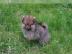 Pomeranian Zwergspitz Welpen