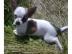 //Chihuahua Babys mini fur 100 euro///