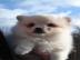 Wundersch�ne Pomeranian Welpen mit pap