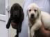 Labrador Retriever Welpen