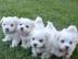 Superkleine Erh?ltlich Pomeranian Zwergs