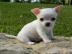 KH/LH kr�ftige=Chihuahua Welpen