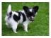 Mini-Chihuahua welpen (Langhaar und.  Kur