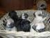 Wundersch�ne Reinrassige Mops Welpen
