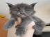 Gut erzogene Maine-Coon-K�tzchen abzugeb