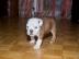 100% OEB FCI Englische Bulldogge Welpen