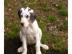 Deutsche Doggen welpen