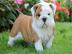 S��e Englische Bulldogge Welpen mit papi