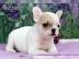 Franz�sische Bulldoggen Welpen mit Papie