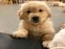 LABRADOR WELPEN     -------