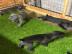 Cane Corso Welpen zur Adoption verf�gbar