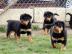 Rottweiler Welpen in liebevolle H�nde ab