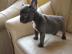Franz�sische Bulldoggen
