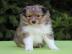 Shetland Sheepdog Welpen mit Papiere