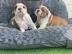 Englische Bulldoggenwelpen