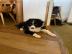 Reinrassige Border Collie