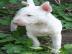 Miniatur Bullterrier Welpen (R�de und H�