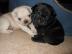 Mops Welpen von seri�ser VDH Z�chterin