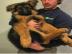 Deutsche Sch�ferhund-Welpen zu verkaufen