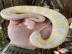 Typvolle Albino Ball Python Schlangen