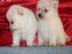 Qualit�t Zwergspitz / Pomeranian welpen!