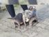 American Staffordshire Terrier Welpen zu