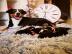 Appenzeller Sennenhund