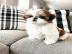 Shih Tzu Welpen whatsapp Nummer +4365048