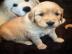 Liebevolle Golden Retriever Welpen f�r R