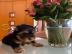 Yorkshire Terrier Welpe