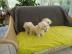 Malteser Welpen (reinrassig)