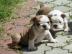 !Registriert Sch�ne Englisch Bulldogge W
