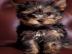 Super S��e Yorkshire Terrier Welpen