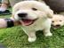 Wundersch�ne Golden Retriever Welpen f�r