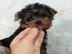 Yorshire Terrier Welpen mit Papieren vvv