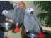 A Kongo-Afrikaner Grey Parrots f?r Vogel