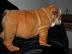 Englisch Bulldogge Welpen zur Annahme