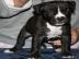 Super nette Pitbull Terrier Welpen