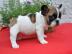 franz?sische Bulldog Welpen mit Papier
