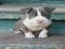 gesunde pitbull welpen zur verf�gung