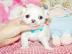 2 sch�ne Chihuahua Welpen brauchen ein n