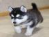 Pomsky Welpen suchen ein neues Zuhause :