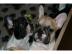Supers��e Franz�sische Bulldoggen Welpen