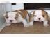 Englische Bulldogge Welpen mit papieren