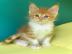 Wundersch�ne Maine-Coon-Katzen abzugeben