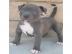 American-Pitbull-Blue-Line