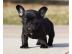 Wundersch?ne Franz?sische Bulldoggen Wel